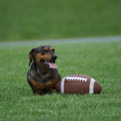 For Super Bowl Advertisers, Loud Bark Doesn’t Equal Big Bite